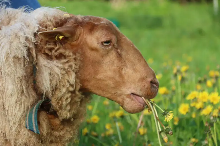 Webdesign Kriebstein Susan Braune